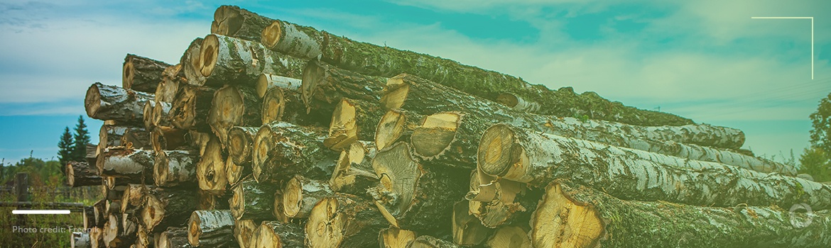 Seven alarming facts about deforestation and statistics by region Seven alarming facts about deforestation and statistics by region